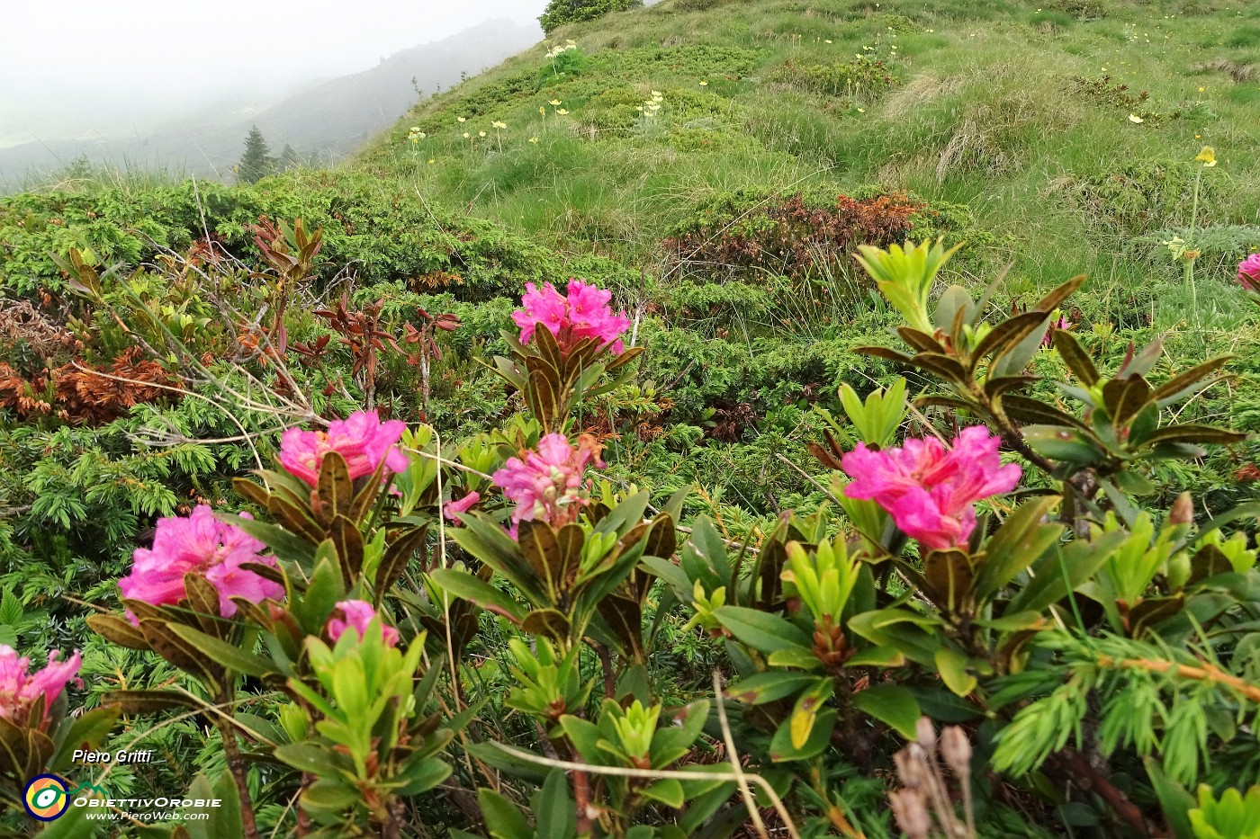 10 Rododendri in fiore.JPG